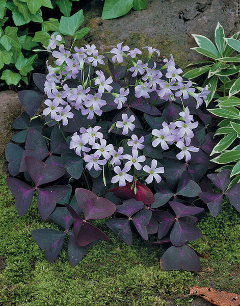 Oxalis Triangularis Bulbs Wood Sorrel Shamrock Perennial Growing Bonsai Roots Rhizomes Corms Tubers Potted Planting Reblooming Fragrant Garden Species Blooms Flower Seeds Plant Gardening
