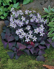 Oxalis Triangularis Bulbs Wood Sorrel Shamrock Perennial Growing Bonsai Roots Rhizomes Corms Tubers Potted Planting Reblooming Fragrant Garden Species Blooms Flower Seeds Plant Gardening