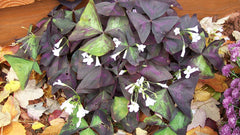 Love Oxalis Bulbs Wood Sorrel Shamrock Perennial Growing Bonsai Roots Rhizomes Corms Tubers Potted Planting Reblooming Fragrant Garden Species Blooms Flower Seeds Plant Gardening