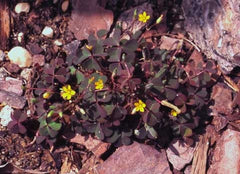 Creeping Woodsorrel Oxalis Bulbs Wood Sorrel Shamrock Perennial Growing Bonsai Roots Rhizomes Corms Tubers Potted Planting Reblooming Fragrant Garden Species Blooms Flower Seeds Plant Gardening