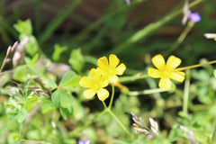 Yellow Stricta Oxalis Bulbs Wood Sorrel Shamrock Perennial Growing Bonsai Roots Rhizomes Corms Tubers Potted Planting Reblooming Fragrant Garden Species Blooms Flower Seeds Plant Gardening - Seedsplant