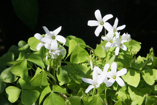 Lucky Green Oxalis Bulbs Wood Sorrel Shamrock Perennial Growing Bonsai Roots Rhizomes Corms Tubers Potted Planting Reblooming Fragrant Garden Species Blooms Flower Seeds Plant Gardening