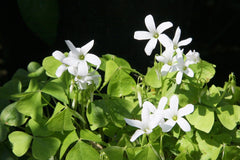Lucky Green Oxalis Bulbs Wood Sorrel Shamrock Perennial Growing Bonsai Roots Rhizomes Corms Tubers Potted Planting Reblooming Fragrant Garden Species Blooms Flower Seeds Plant Gardening