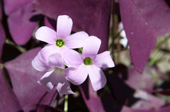 False Oxalis Bulbs Wood Sorrel Shamrock Perennial Growing Bonsai Roots Rhizomes Corms Tubers Potted Planting Reblooming Fragrant Garden Species Blooms Flower Seeds Plant Gardening