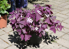 False Oxalis Bulbs Wood Sorrel Shamrock Perennial Growing Bonsai Roots Rhizomes Corms Tubers Potted Planting Reblooming Fragrant Garden Species Blooms Flower Seeds Plant Gardening