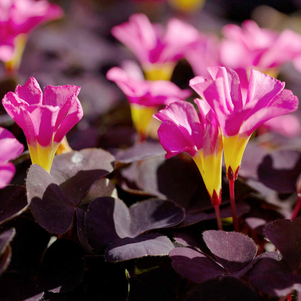 Seedsplant A0020 Oxalis purpurea Garnet Wood Sorrel Shamrock Perennial Growing Bonsai Roots Rhizomes Corms Tubers Potted Planting Reblooming Fragrant Garden Species Blooms Flower Seeds Plant Gardening