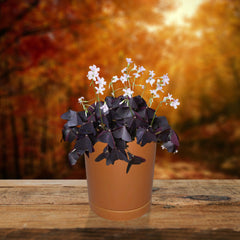Oxalis Triangularis Seedsplant A0027 Wood Sorrel Shamrock Perennial Growing Bonsai Roots Rhizomes Corms Tubers Potted Planting Reblooming Fragrant Garden Species Blooms Flower Seeds Plant Gardening