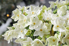 Indoor Narcissus PaperwhitesDaffodil Bulbs Blooms Species Growing Bonsai Roots Rhizomes Corms Tubers Potted Planting Reblooming Fragrant Garden Flower Seeds Plant
