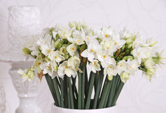 Indoor Narcissus PaperwhitesDaffodil Bulbs Blooms Species Growing Bonsai Roots Rhizomes Corms Tubers Potted Planting Reblooming Fragrant Garden Flower Seeds Plant