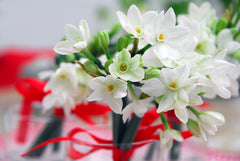 Indoor Narcissus Paperwhites  Daffodil Bulbs Blooms Species Growing Bonsai Roots Rhizomes Corms Tubers Potted Planting Reblooming Fragrant Garden Flower Seeds Plant - Seedsplant