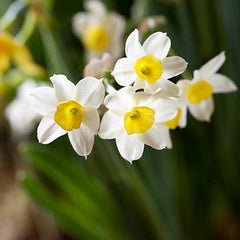 Paperwhite Wintersun Daffodil Narcissus Bulbs Blooms Species Growing Bonsai Roots Rhizomes Corms Tubers Potted Planting Reblooming Fragrant Garden Flower Seeds Plant