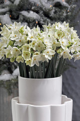 Indoor Narcissus Paperwhites  Daffodil Bulbs Blooms Species Growing Bonsai Roots Rhizomes Corms Tubers Potted Planting Reblooming Fragrant Garden Flower Seeds Plant - Seedsplant
