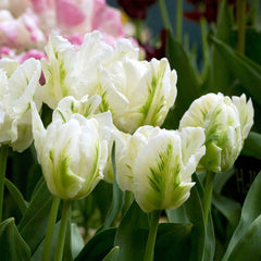 Parrot Tulip Bulbs Collection Blooms Species Growing Bonsai Roots Rhizomes Corms Tubers Potted Planting Reblooming Fragrant Garden Flower Seeds Plant - Seedsplant