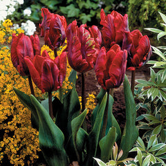 Parrot Tulip Bulbs Collection Blooms Species Growing Bonsai Roots Rhizomes Corms Tubers Potted Planting Reblooming Fragrant Garden Flower Seeds Plant - Seedsplant