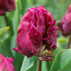 Parrot Tulip Bulbs Collection Blooms Species Growing Bonsai Roots Rhizomes Corms Tubers Potted Planting Reblooming Fragrant Garden Flower Seeds Plant - Seedsplant