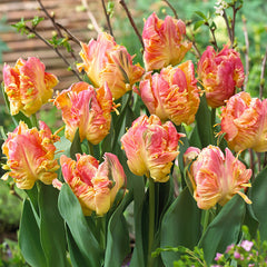 Parrot Tulip Bulbs Collection Blooms Species Growing Bonsai Roots Rhizomes Corms Tubers Potted Planting Reblooming Fragrant Garden Flower Seeds Plant - Seedsplant