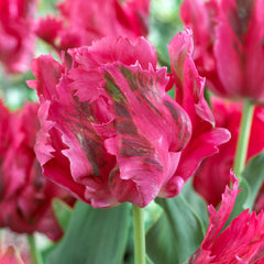Parrot Tulip Bulbs Collection Blooms Species Growing Bonsai Roots Rhizomes Corms Tubers Potted Planting Reblooming Fragrant Garden Flower Seeds Plant - Seedsplant