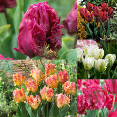Parrot Tulip Bulbs Collection Blooms Species Growing Bonsai Roots Rhizomes Corms Tubers Potted Planting Reblooming Fragrant Garden Flower Seeds Plant - Seedsplant