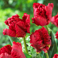 Parrot Tulips Collection Bulbs Blooms Species Growing Bonsai Roots Rhizomes Corms Tubers Potted Planting Reblooming Fragrant Garden Flower Seeds Plant