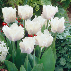 Parrot Tulips Collection Bulbs Blooms Species Growing Bonsai Roots Rhizomes Corms Tubers Potted Planting Reblooming Fragrant Garden Flower Seeds Plant