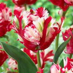 Parrot Tulips Collection Bulbs Blooms Species Growing Bonsai Roots Rhizomes Corms Tubers Potted Planting Reblooming Fragrant Garden Flower Seeds Plant