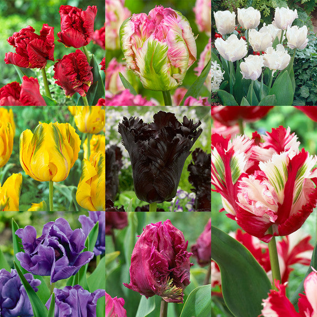 Parrot Tulips Collection Bulbs Blooms Species Growing Bonsai Roots Rhizomes Corms Tubers Potted Planting Reblooming Fragrant Garden Flower Seeds Plant