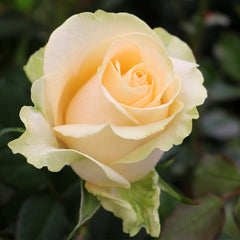 Peach Rose Seedlings Flower Seeds Perennial Growing Bonsai Corms Tubers Potted Planting Reblooming Fragrant Garden Roots Rhizomes Species Blooms Plant Bulbs Gardening Tree