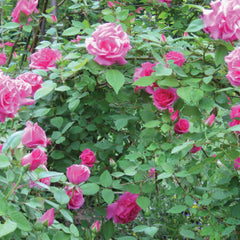 Pink Bush Rose Plant Seedlings Flower Seeds Perennial Growing Bonsai Corms Tubers Potted Planting Reblooming Fragrant Garden Roots Rhizomes Species Blooms Bulbs Gardening Tree