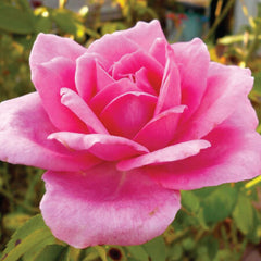 Pink Bush Rose Plant Seedlings Flower Seeds Perennial Growing Bonsai Corms Tubers Potted Planting Reblooming Fragrant Garden Roots Rhizomes Species Blooms Bulbs Gardening Tree