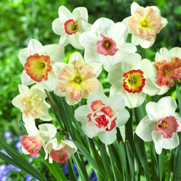 Narcissus Pink Mixed Daffodil Bulbs Blooms Species Growing Bonsai Roots Rhizomes Corms Tubers Potted Planting Reblooming Fragrant Garden Flower Seeds Plant