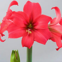 Pink Pizzazz Amaryllis Hippeastrum Blooms Species Growing Bonsai Bulbs Roots Rhizomes Corms Tubers Potted Planting Reblooming Fragrant Garden Flower Seeds Plant  Size 12-16cm