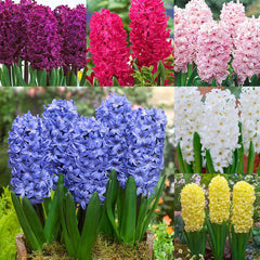 Prepared Hyacinth Collection Bulbs Blooms Species Growing Bonsai Roots Rhizomes Corms Tubers Potted Planting Reblooming Fragrant Garden Flower Seeds Plant Gardening - Seedsplant