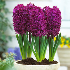 Hyacinth Prepared Woodstock Bulbs Blooms Species Growing Bonsai Roots Rhizomes Corms Tubers Potted Planting Reblooming Fragrant Garden Flower Seeds Plant Gardening