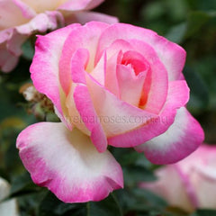 De Monaco Pink Rose Seedlings Flower Seeds Perennial Growing Bonsai Corms Tubers Potted Planting Reblooming Fragrant Garden Roots Rhizomes Species Blooms Plant Bulbs Gardening Tree