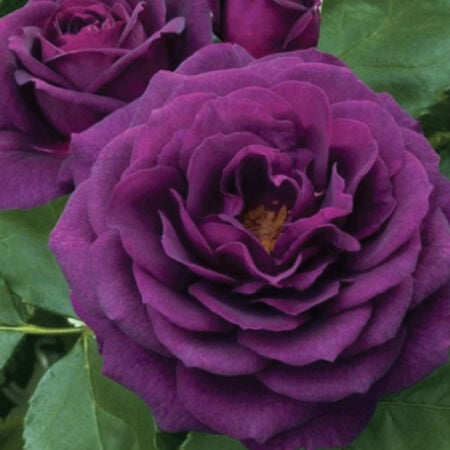 Purple Bush Rose Seedlings Flower Seeds Perennial Growing Bonsai Corms Tubers Potted Planting Reblooming Fragrant Garden Roots Rhizomes Species Blooms Plant Bulbs Gardening Tree