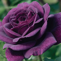 Purple Bush Rose Seedlings Flower Seeds Perennial Growing Bonsai Corms Tubers Potted Planting Reblooming Fragrant Garden Roots Rhizomes Species Blooms Plant Bulbs Gardening Tree