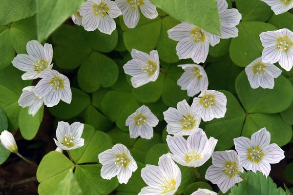 Oregana Oxalis Bulbs Wood Sorrel Shamrock Perennial Growing Bonsai Roots Rhizomes Corms Tubers Potted Planting Reblooming Fragrant Garden Species Blooms Flower Seeds Plant Gardening