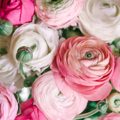 Rosa Ranunculus Corms Bulbs Persian Buttercup Growing Bonsai Roots Rhizomes Tubers Potted Planting Reblooming Fragrant Garden Species Blooms Flower Seeds Plant Gardening