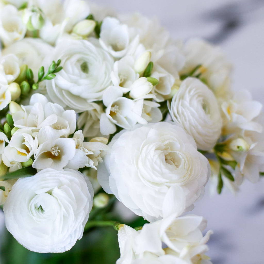 Freesias and Ranunculus 'White Clouds' Blend Bulbs Growing Bonsai Roots Rhizomes Corms Tubers Potted Planting Reblooming Fragrant Garden Species Blooms Flower Seeds Plant Gardening - Seedsplant