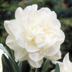 Rare Double Narcissus Collection Daffodil Bulbs Blooms Species Growing Bonsai Roots Rhizomes Corms Tubers Potted Planting Reblooming Fragrant Garden Flower Seeds Plant