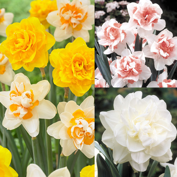 Rare Double Narcissus Collection Daffodil Bulbs Blooms Species Growing Bonsai Roots Rhizomes Corms Tubers Potted Planting Reblooming Fragrant Garden Flower Seeds Plant