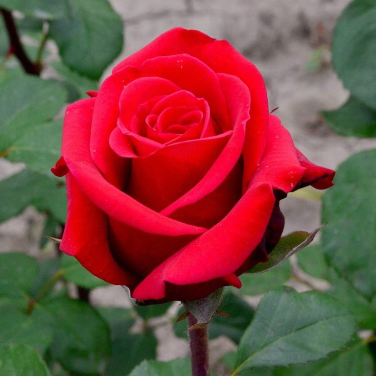 Red Berlin Rose Seedlings Flower Seeds Perennial Growing Bonsai Corms Tubers Potted Planting Reblooming Fragrant Garden Roots Rhizomes Species Blooms Plant Bulbs Gardening Tree - Seedsplant