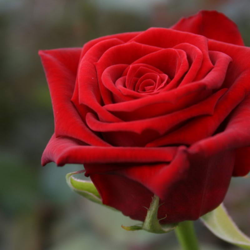 Red Naomi Rose Seedlings Flower Seeds Perennial Growing Bonsai Corms Tubers Potted Planting Reblooming Fragrant Garden Roots Rhizomes Species Blooms Plant Bulbs Gardening Tree - Seedsplant