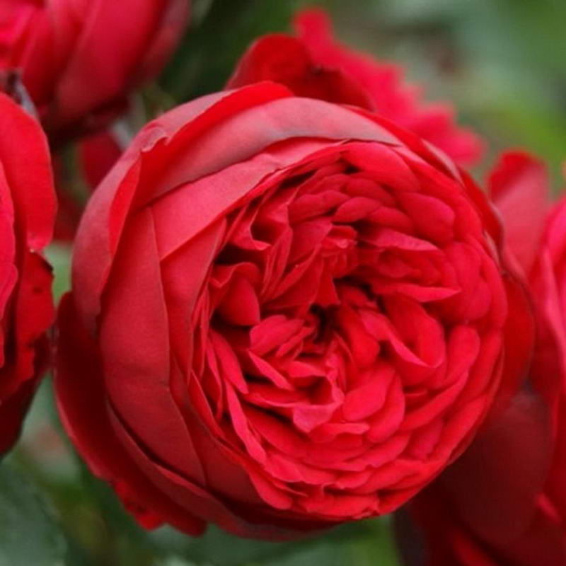 Hybrid Red Rose Seedlings Flower Seeds Perennial Growing Bonsai Corms ...