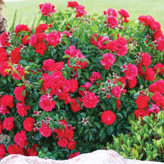 Red Bush Rose Seedlings Flower Seeds Perennial Growing Bonsai Corms Tubers Potted Planting Reblooming Fragrant Garden Roots Rhizomes Species Blooms Plant Bulbs Gardening Tree - Seedsplant