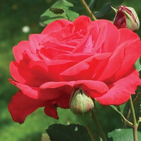 Red Bush Rose Seedlings Flower Seeds Perennial Growing Bonsai Corms Tubers Potted Planting Reblooming Fragrant Garden Roots Rhizomes Species Blooms Plant Bulbs Gardening Tree - Seedsplant