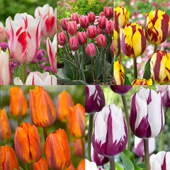Tulip Bulbs Rembrandt Collection Blooms Species Growing Bonsai Roots Rhizomes Corms Tubers Potted Planting Reblooming Fragrant Garden Flower Seeds Plant