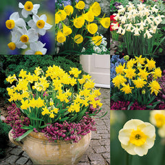 Narcissus Rockery and Patio Collection Daffodil Narcissus Bulbs Blooms Species Growing Bonsai Roots Rhizomes Corms Tubers Potted Planting Reblooming Fragrant Garden Flower Seeds Plant