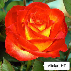 Alinka Rose Plant Seedlings Flower Seeds Perennial Growing Bonsai Corms Tubers Potted Planting Reblooming Fragrant Garden Roots Rhizomes Species Blooms Bulbs Gardening Tree