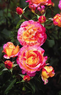 Camille Rose Seedlings Flower Seeds Perennial Growing Bonsai Corms Tubers Potted Planting Reblooming Fragrant Garden Roots Rhizomes Species Blooms Plant Bulbs Gardening Tree